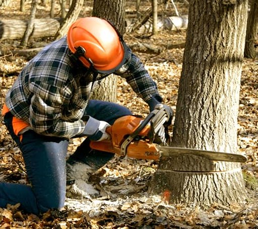 Tree Removal in Matherville, IL